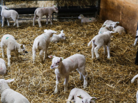 Eerste lammetje geboren Biesbosch Dordrecht