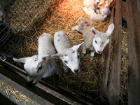 Eerste lammetje geboren Biesbosch Dordrecht