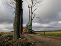 Bomen Zeedijk gekapt na ziekte Dordrecht