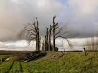 Bomen Zeedijk gekapt na ziekte Dordrecht