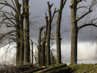 Bomen Zeedijk gekapt na ziekte Dordrecht