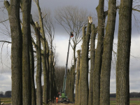 Bomen Zeedijk gekapt na ziekte Dordrecht