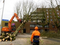 20151201-Snoeien-en-kappen-van-kastanjebomen-Veerdam-Papendrecht-Tstolk_resize