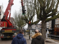 20161802 Kastanjes gekapt aan Wolwevershaven Dordrecht Tstolk