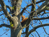 Kat gered door brandweer