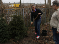 Kerstbomen ‘overzomeren’ in Groeituinen