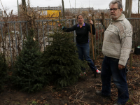 Kerstbomen ‘overzomeren’ in Groeituinen