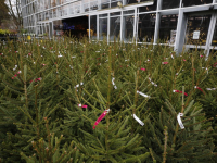 Kerstbomen verkopen Tuinwereld Dordrecht