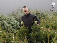 Kerstbomen verkopen Tuinwereld Dordrecht