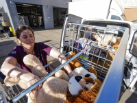 50 berenknuffels voor kinderafdeling Albert Schweitzer Ziekenhuis Dordrecht