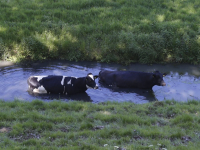 Koeien in de sloot Zeedijk Dordrecht