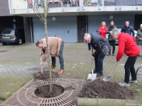 11032020-Laatste-jubileumboom-de-grond-in-Dordrecht-Tstolk-001