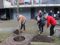 Laatste jubileumboom de grond in