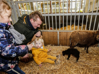 Lammetje geboren bij Weizigt