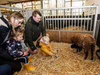 Lammetje geboren bij Weizigt