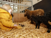 Lammetje geboren bij Weizigt