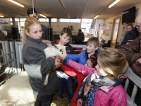 20162402-Voorjaarslammetje-geboren-Stadsboerderij-Dordrecht-Tstolk