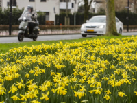 23022023-Narcissen-tijd-Merwedestraat-Dordrecht-Stolkfotografie