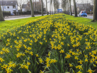 Narcissen bloeien op aan de Oranjelaan in Dordrecht