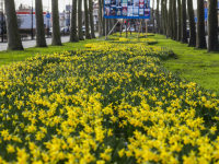 Narcissen bloeien op aan de Oranjelaan in Dordrecht