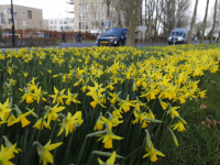 Narcissen bloeien op aan de Oranjelaan in Dordrecht