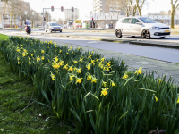 Narcissen komen de grond uit Galileilaan Dordrecht