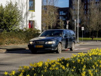 Narcissen vol in bloei Prins Julianaweg Dordrecht