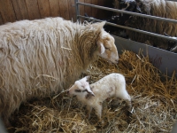 20161103-Vijfde-schapenlammetje-geboren-in-Stadsboerderij-Dordrecht-Tstolk