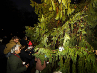 2600 lichtjes ontstoken tijdens gedenken bij lichtboom Essenhof Dordrecht