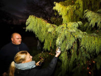 2600 lichtjes ontstoken tijdens gedenken bij lichtboom Essenhof Dordrecht