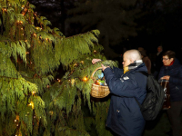 2600 lichtjes ontstoken tijdens gedenken bij lichtboom Essenhof Dordrecht