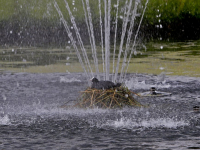 Meerkoet broedt in fontein