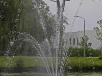 Meerkoet broedt in fontein