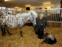 Minipaardje Silver bevallen van veulentje Stadsboerderij Weizigt Dordrecht