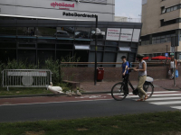 Zwanen aan de wandel Spuiboulevard