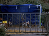 Mogelijk vogelgriep Wantijpark