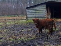 Na 15 jaar nieuwe Schotse Hooglanders in Dubbelmondepark