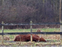 Na 15 jaar nieuwe Schotse Hooglanders in Dubbelmondepark