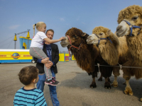 Circus Maximum in Dordrecht