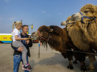 Circus Maximum in Dordrecht