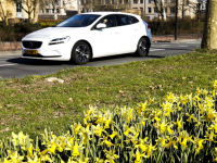 Lint van Narcissen door Dordrecht