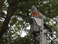 Eikenprocessierupsnesten verwijderd Provincialeweg Dordrecht