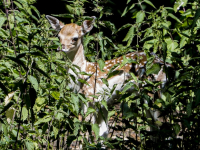 Nieuw leven in Hertenkamp Park Merwestein Dordrecht