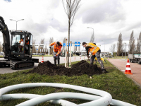 Nieuwe bomen geplant Overkampweg Dordrecht