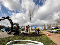 Nieuwe bomen geplant Overkampweg Dordrecht