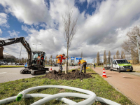 Nieuwe bomen geplant Overkampweg Dordrecht