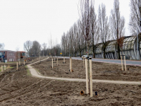 Nieuwe bomen langs nieuwe weg Admiraal de Ruyterweg Dordrecht