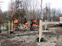 Nieuwe bomen langs nieuwe weg Admiraal de Ruyterweg Dordrecht