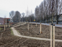 Nieuwe bomen langs nieuwe weg Admiraal de Ruyterweg Dordrecht