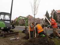 Bomen geplant aan de Oranjelaan Dordrecht